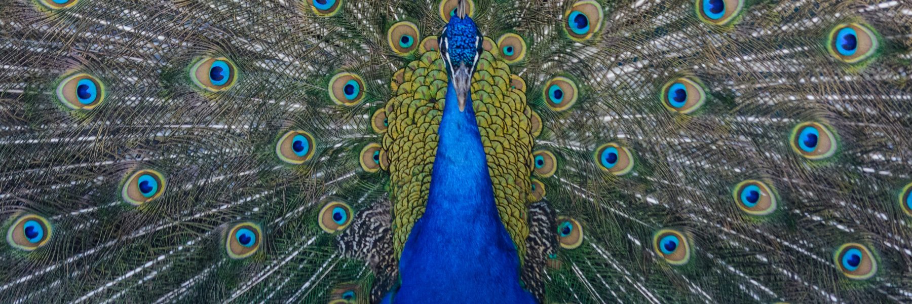 ROYAL INDIA RESTAURANT AND BAR